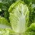 白菜（夏阳白菜）大量上市中，可供应全国，支持视频看货