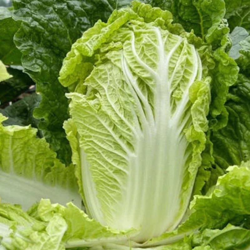 白菜（夏阳白菜）大量上市中，可供应全国，支持视频看货