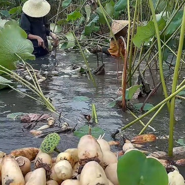 新鲜莲藕现采现送