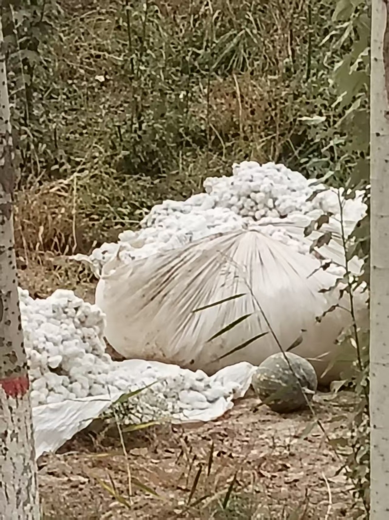 新疆棉花自产自销货源充足价格优惠可视频看货欢迎下单