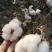新疆棉花自产自销货源充足价格优惠可视频看货欢迎下单
