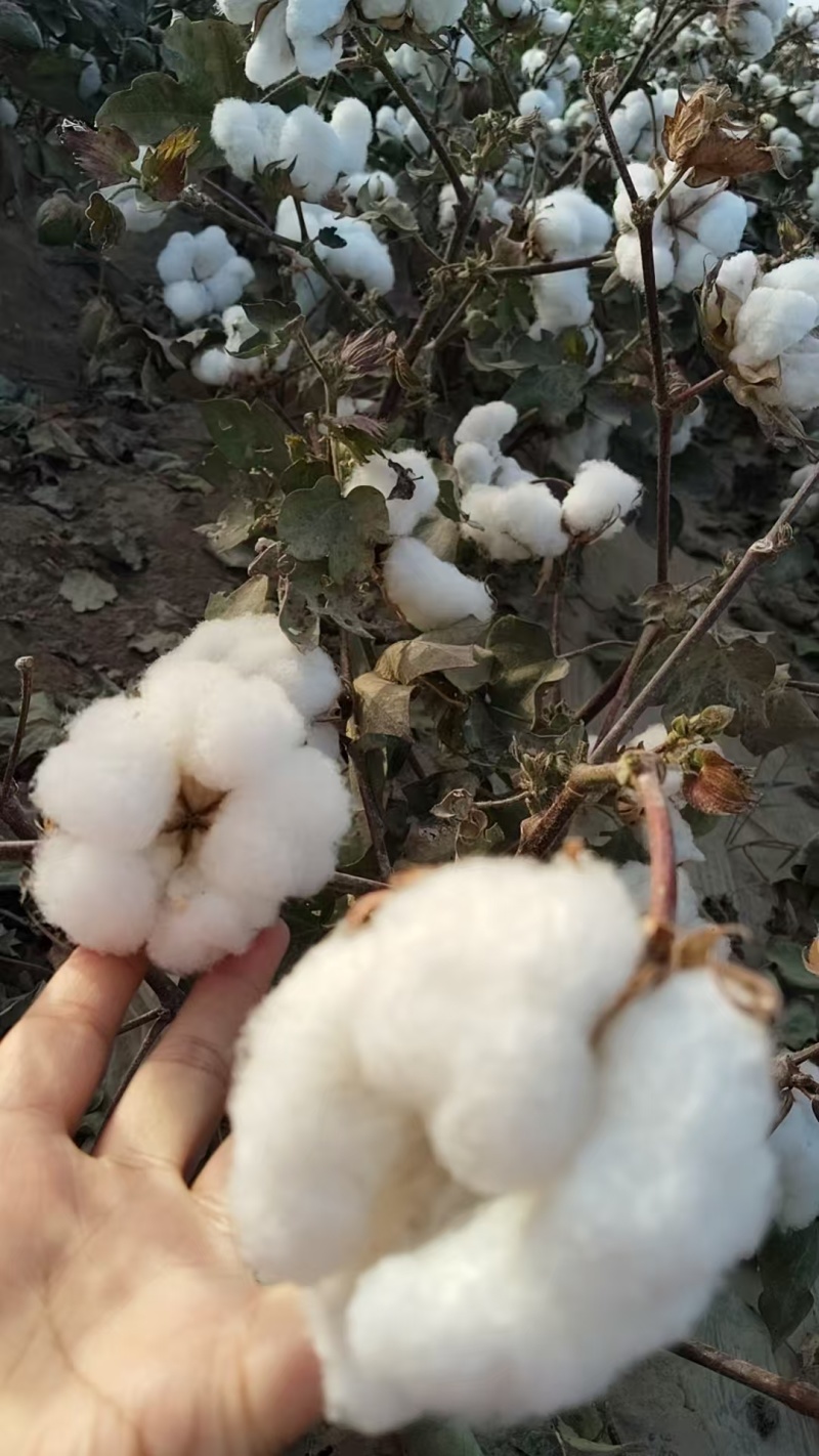 新疆棉花自产自销货源充足价格优惠可视频看货欢迎下单