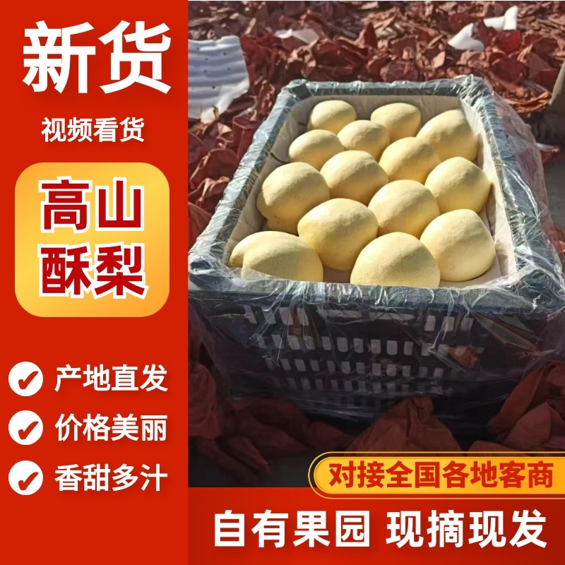 酥梨高山酥梨山西酥梨大量上市，品质无忧，可视频看货