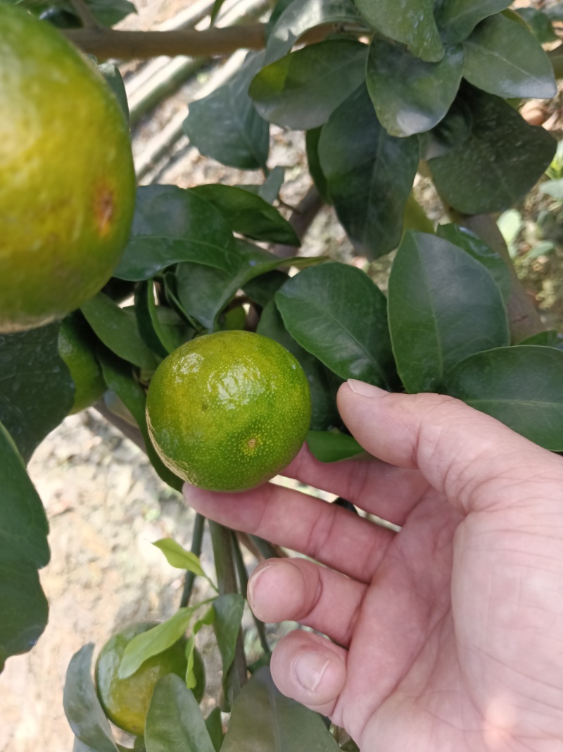 金秋沙糖桔