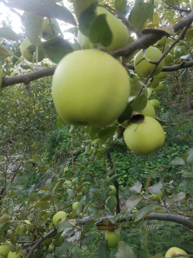 小金青苹果.