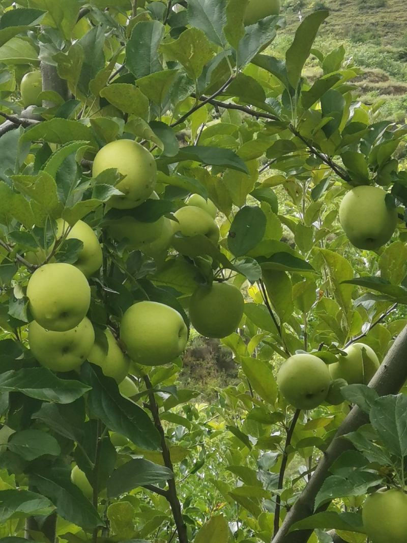 小金青苹果.