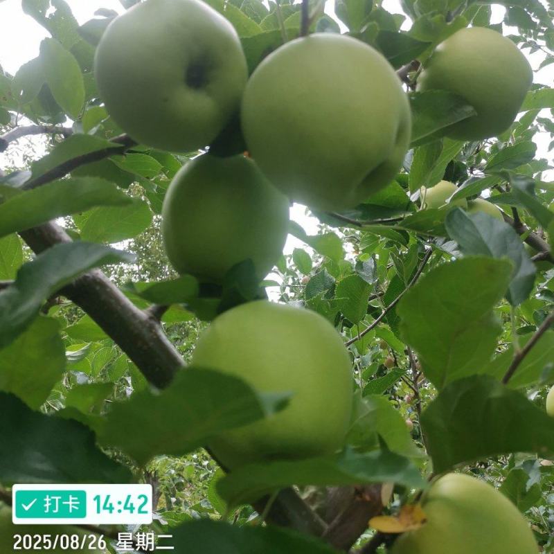 小金青苹果.