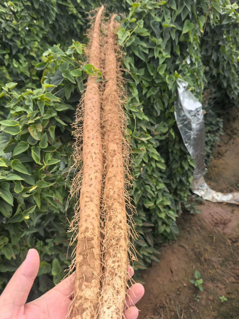 焦作铁棍山药