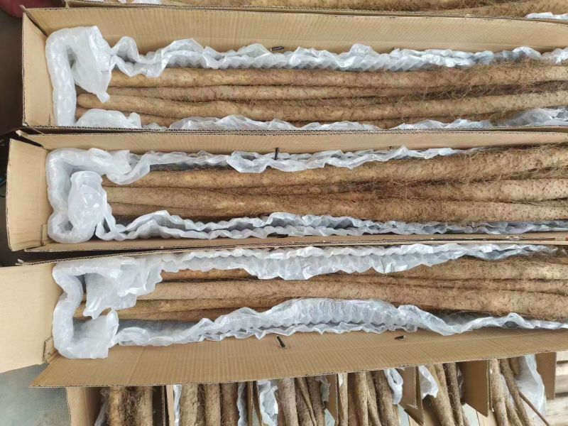 焦作铁棍山药