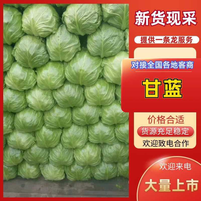 【精品】冷棚宣甘蓝大量上市.质量优.价格低，产地直发。