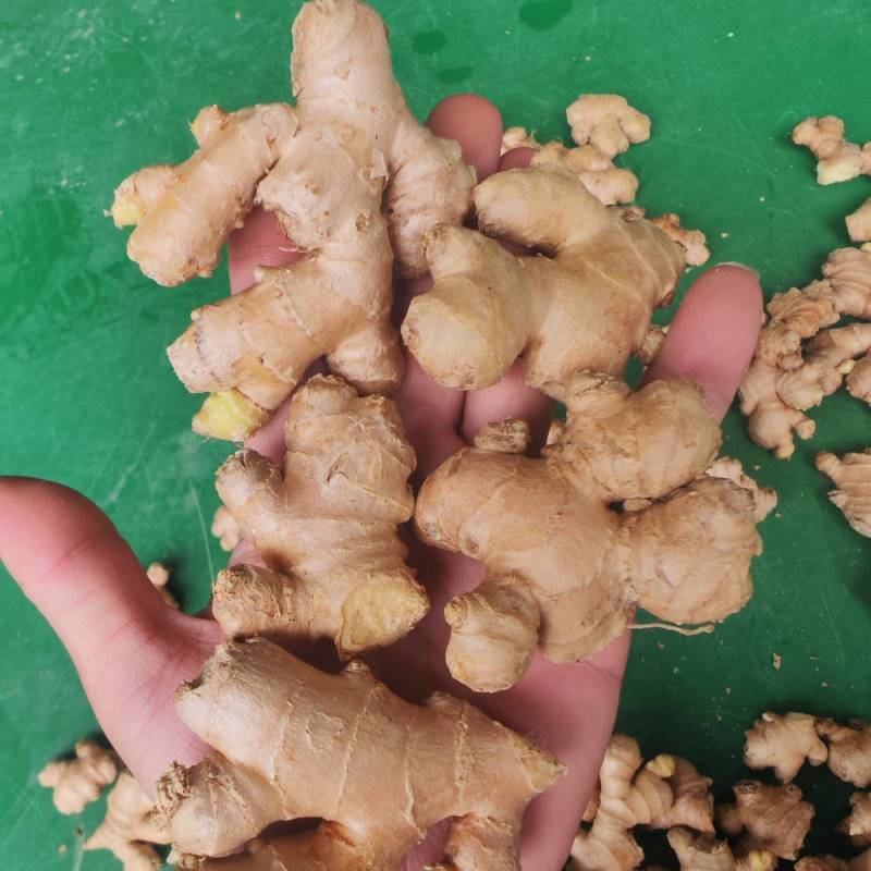 文山小黄姜厂货/调味加工专用/工厂直供/水洗小姜碎姜
