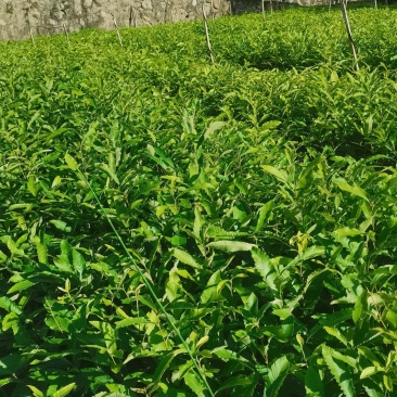 麻栎树苗
