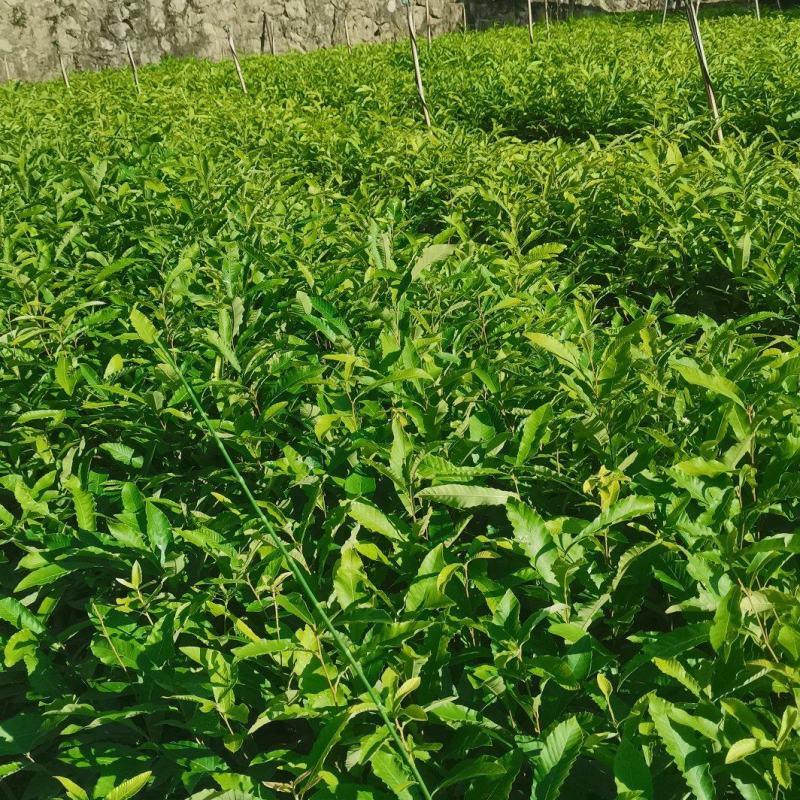 麻栎树苗