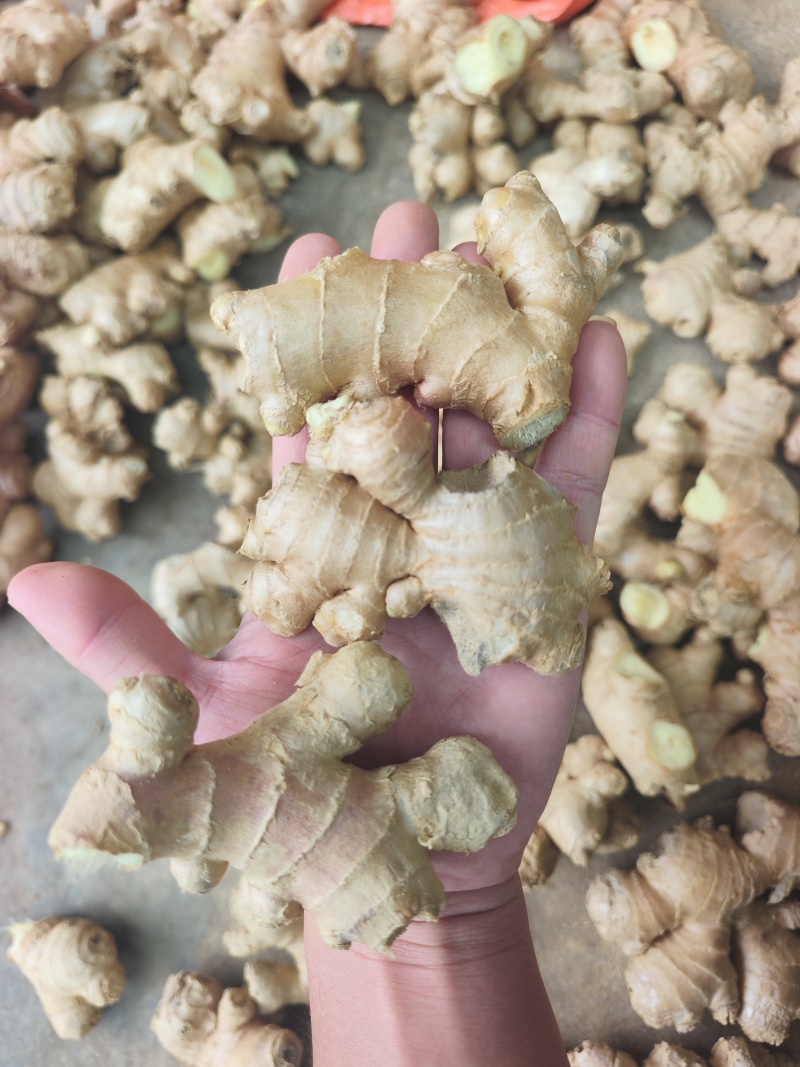 文山小黄姜厂货/调味加工专用/工厂直供/水洗小姜碎姜