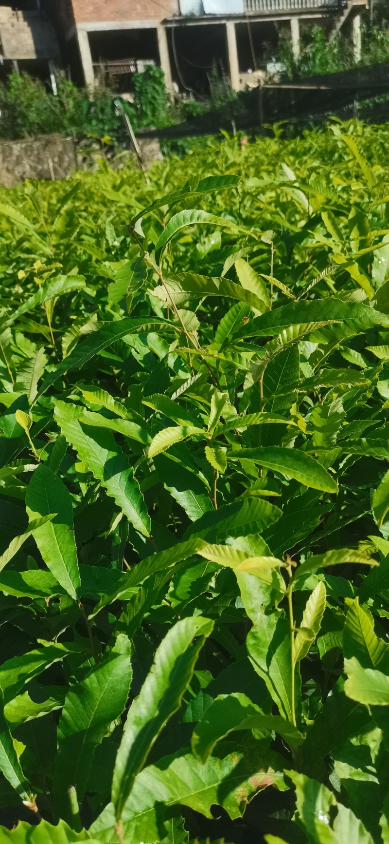 麻栎树苗