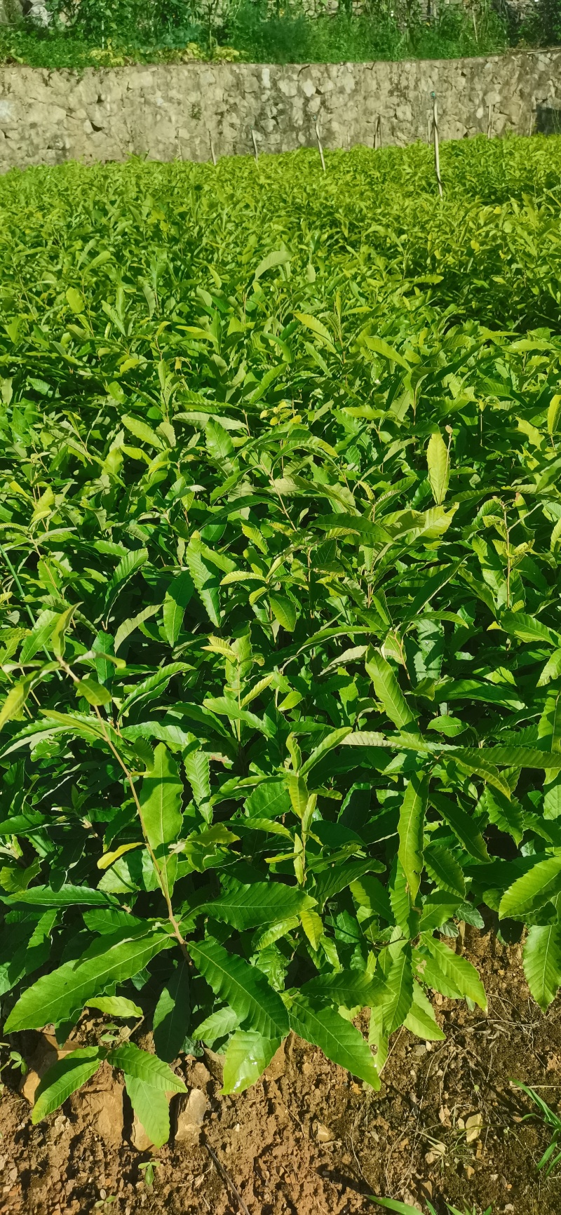 麻栎树苗