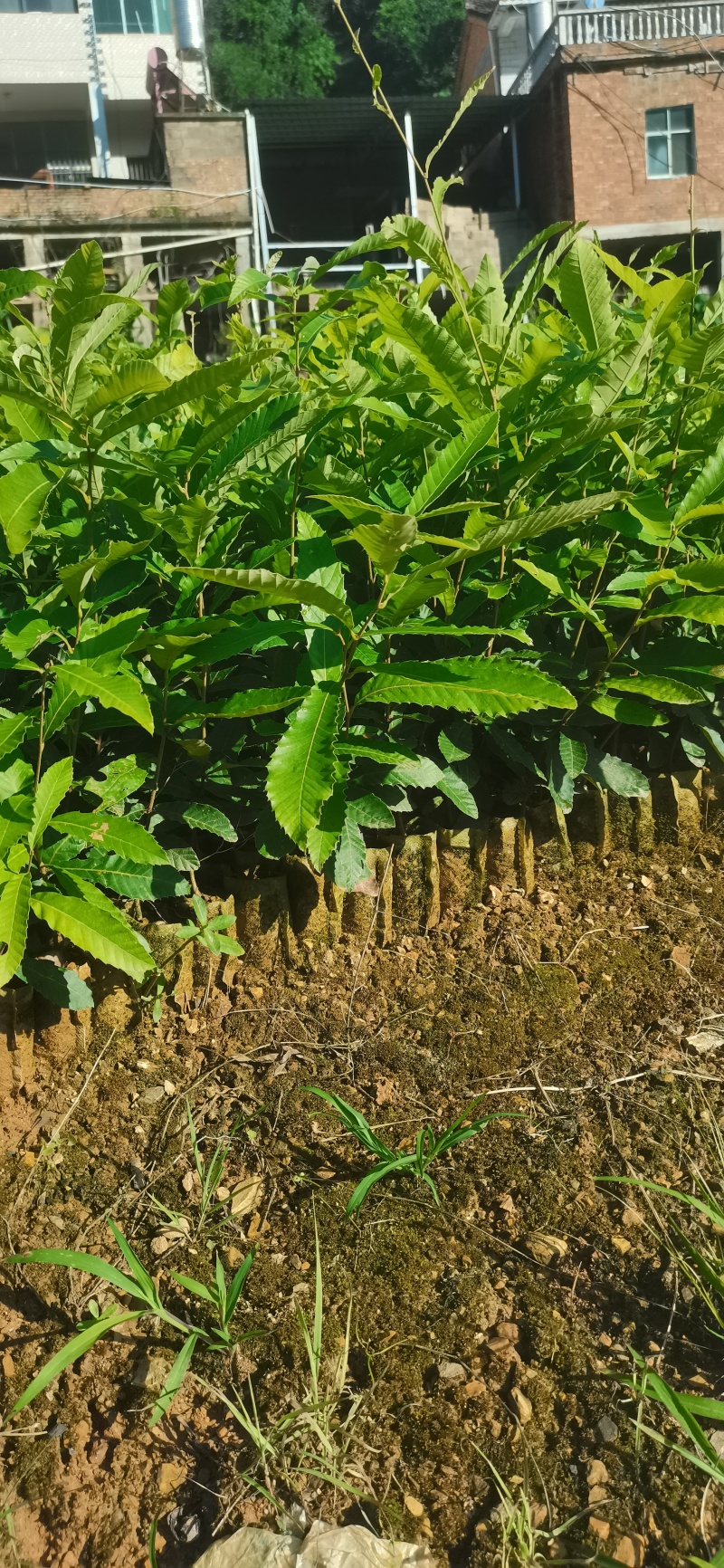 麻栎树苗