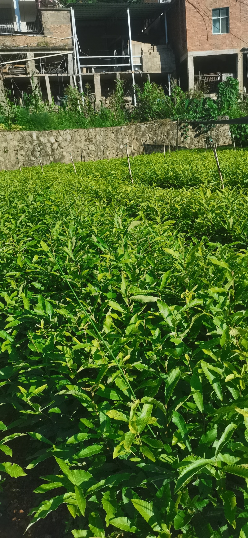 麻栎树苗