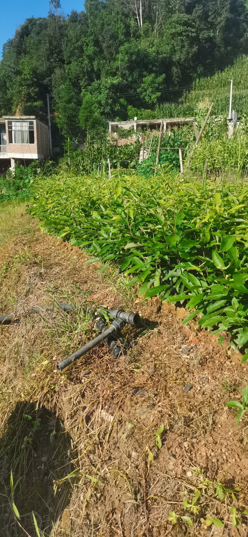 麻栎树苗