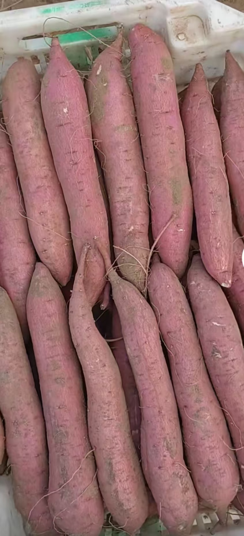红薯