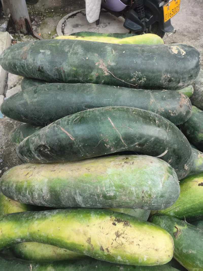 河南许昌万亩果蔬基地优质各品种冬瓜大量供应！大量需求老板