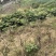 大通草种子