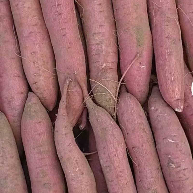 红薯