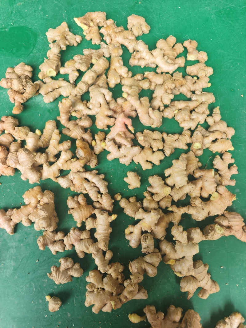 文山小黄姜厂货/调味加工专用/工厂直供/水洗小姜碎姜