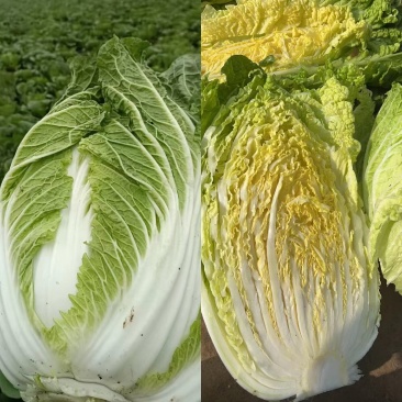 【推荐】黄心白菜，玲珑黄白菜，产地代发全国，市场，档口，团购