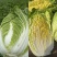 【推荐】黄心白菜，玲珑黄白菜，产地代发全国，市场，档口，团购