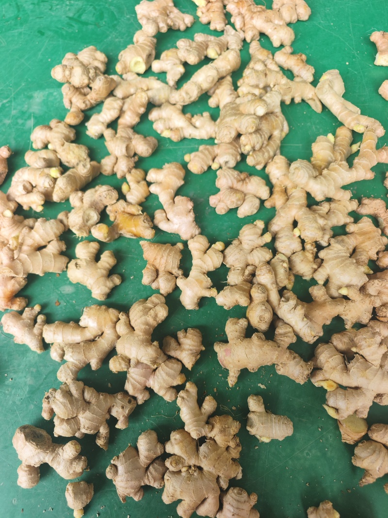 文山小黄姜厂货/调味加工专用/工厂直供/水洗小姜碎姜