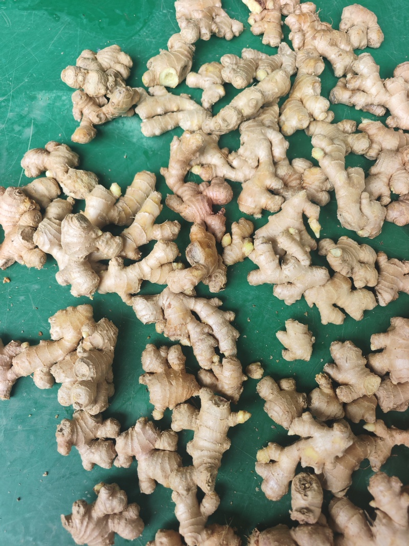 文山小黄姜厂货/调味加工专用/工厂直供/水洗小姜碎姜