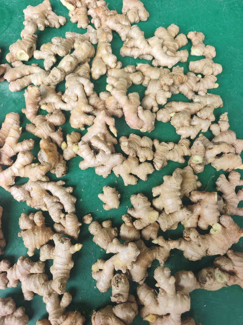 文山小黄姜厂货/调味加工专用/工厂直供/水洗小姜碎姜