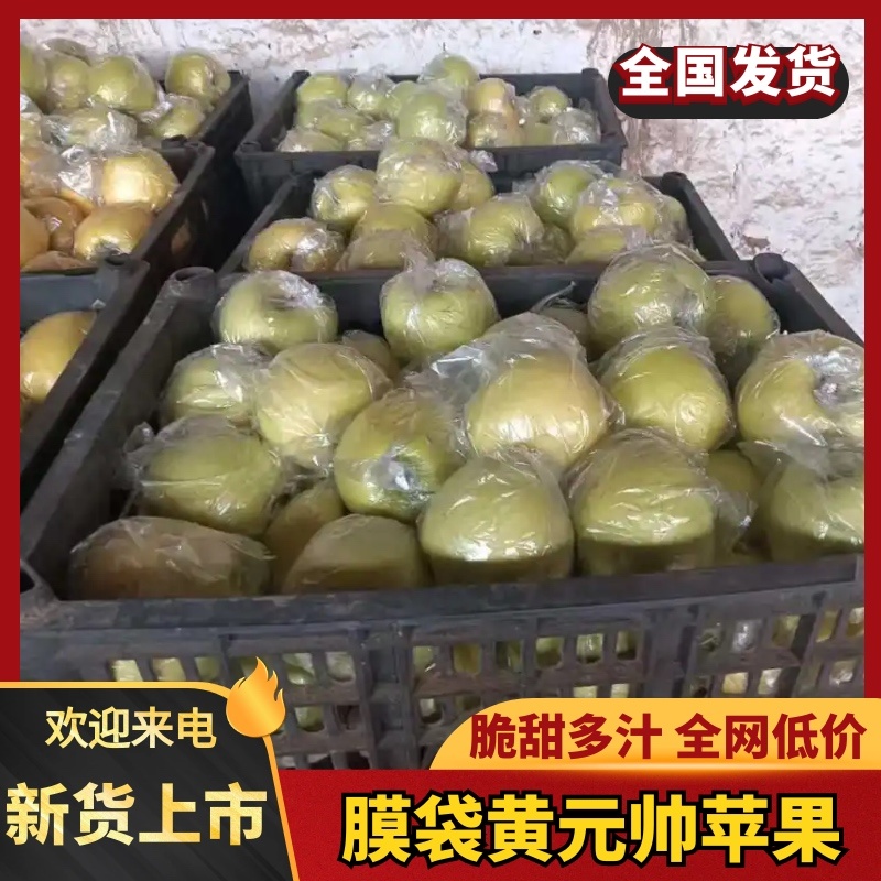 苹果黄元帅苹果膜袋苹果大量有货，产地直销，可视频看货