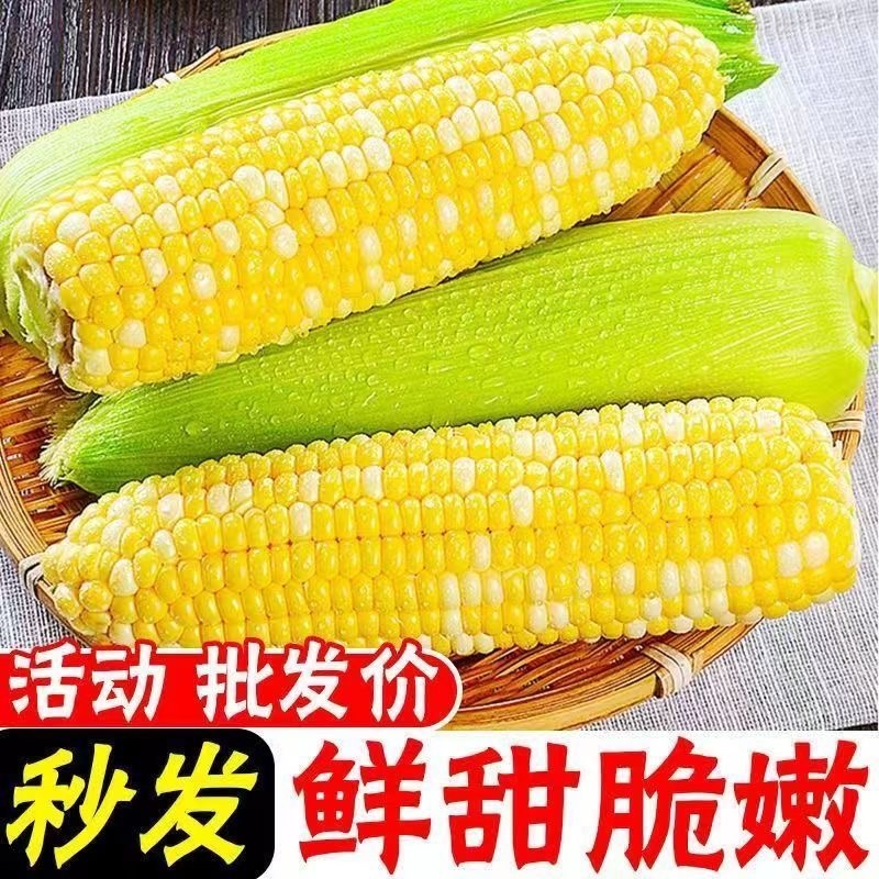 云南水果玉米/脆甜爽口水果玉米/现摘现发/大量有货
