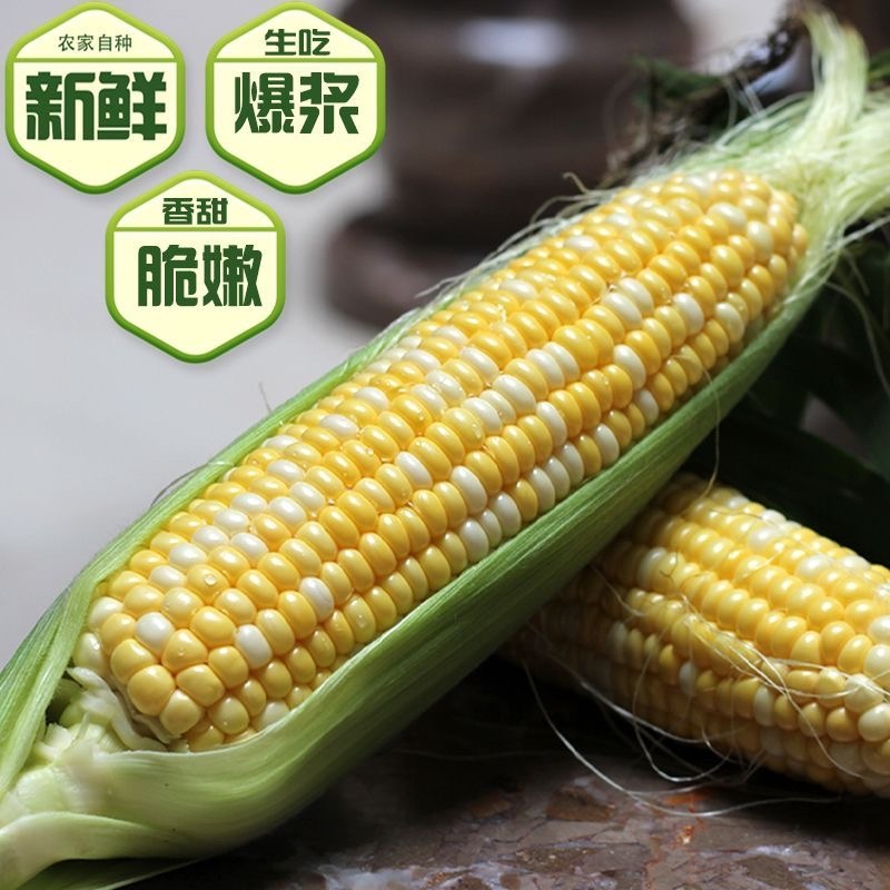 云南水果玉米/脆甜爽口水果玉米/现摘现发/大量有货