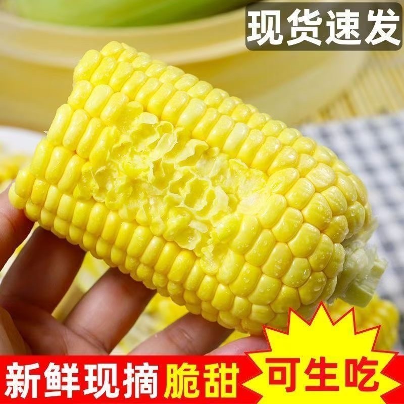 云南水果玉米/脆甜爽口水果玉米/现摘现发/大量有货