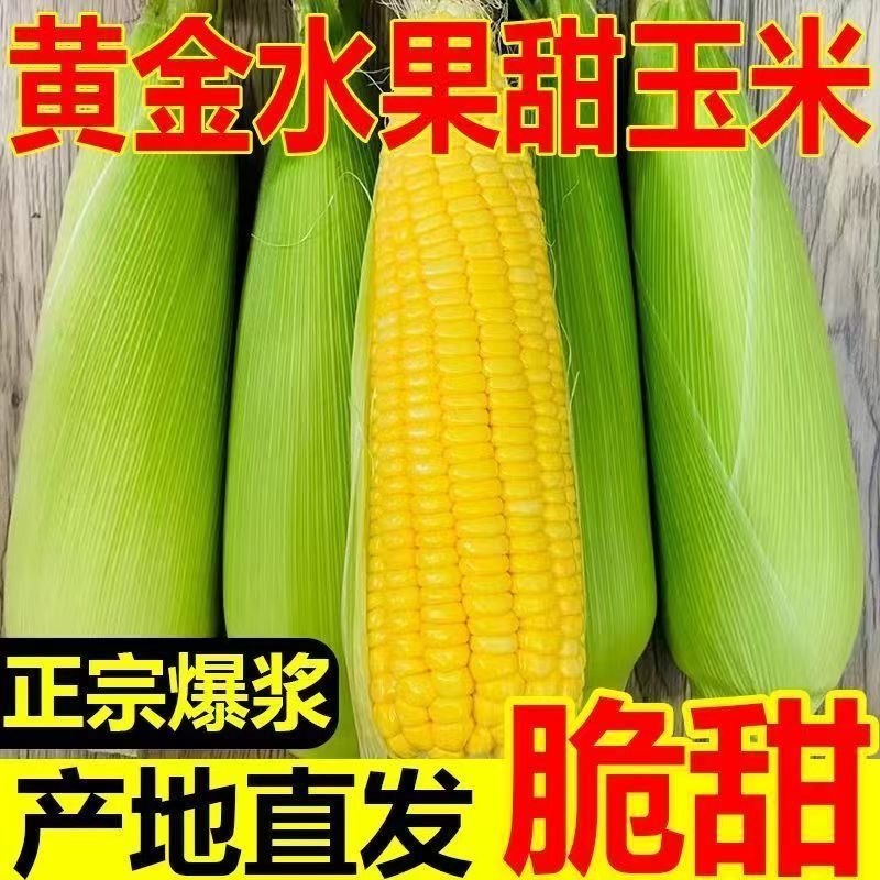 云南水果玉米/脆甜爽口水果玉米/现摘现发/大量有货