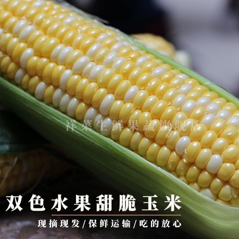 云南水果玉米/脆甜爽口水果玉米/现摘现发/大量有货