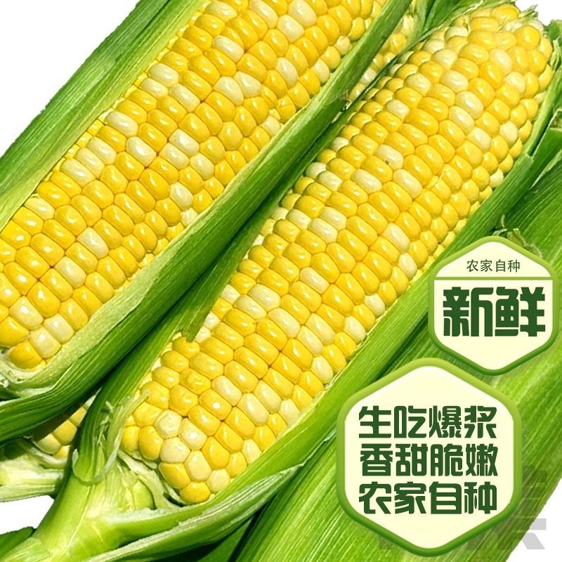 云南水果玉米/脆甜爽口水果玉米/现摘现发/大量有货