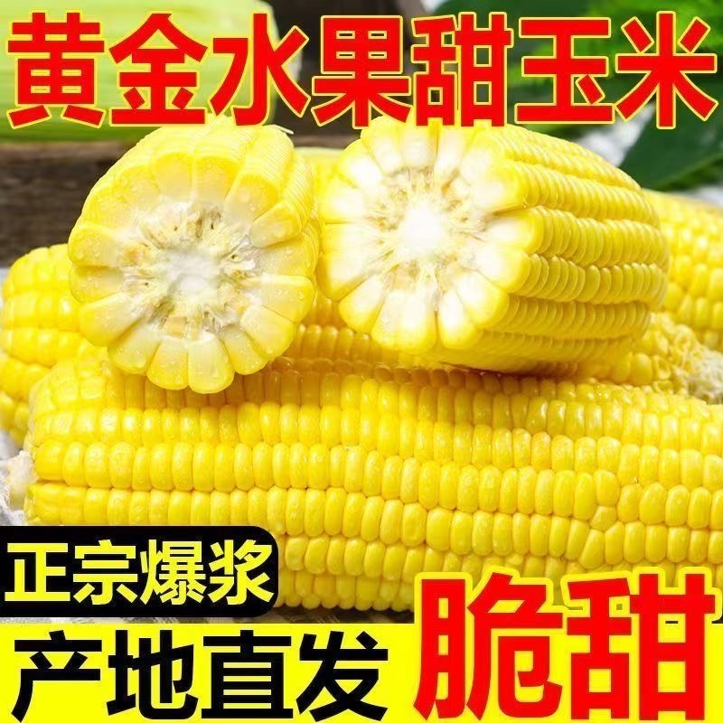 云南水果玉米/脆甜爽口水果玉米/现摘现发/大量有货