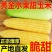 云南水果玉米/脆甜爽口水果玉米/现摘现发/大量有货