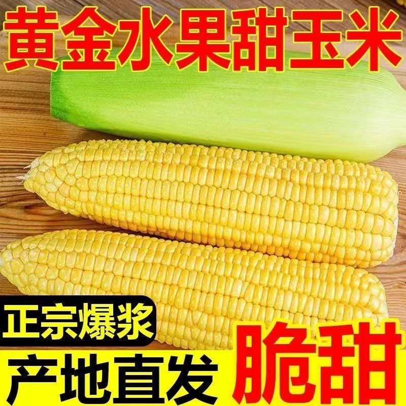 云南水果玉米/脆甜爽口水果玉米/现摘现发/大量有货