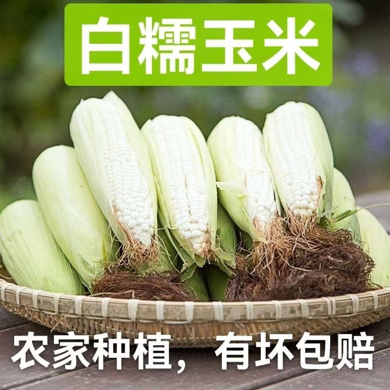 白糯玉米/糯玉米/产区直发/大量有货