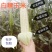 白糯玉米/糯玉米/产区直发/大量有货