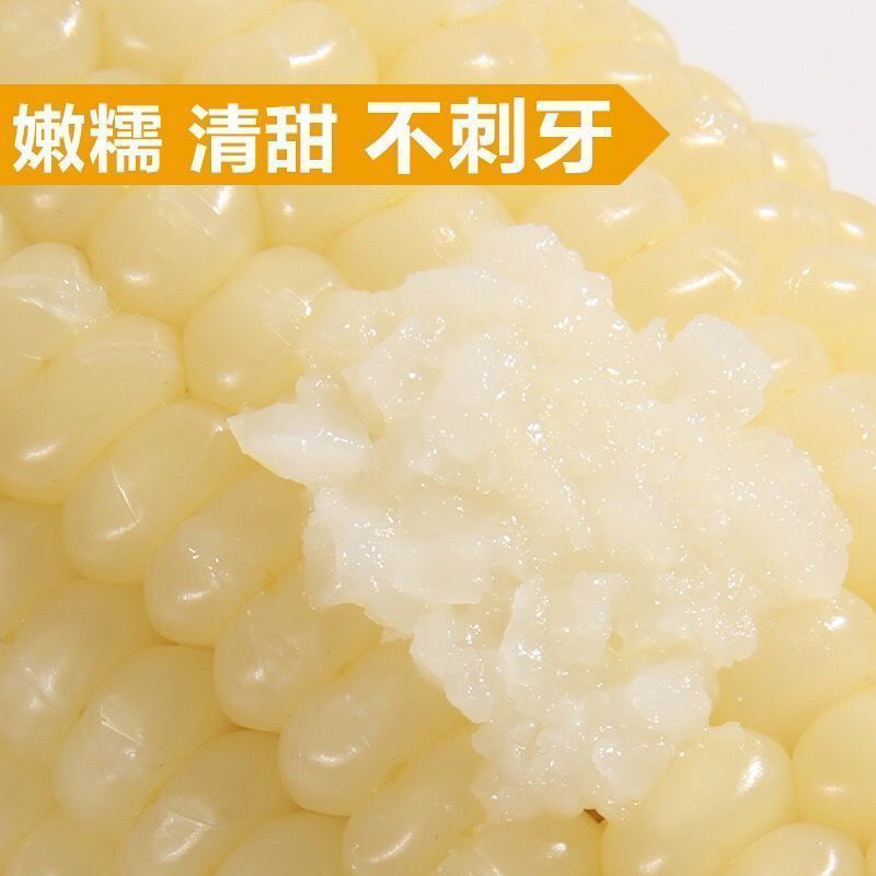 白糯玉米/糯玉米/产区直发/大量有货