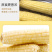 白糯玉米/糯玉米/产区直发/大量有货