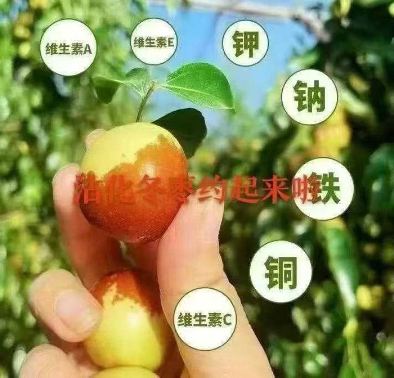精品沾化冬枣