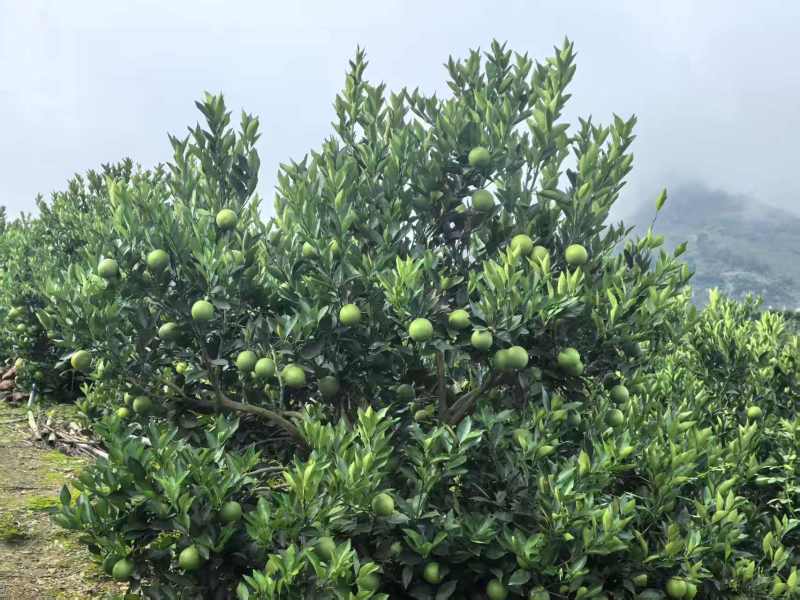 冰糖橙【橙子】诚信经营支持视频看货，可发往全国市场！