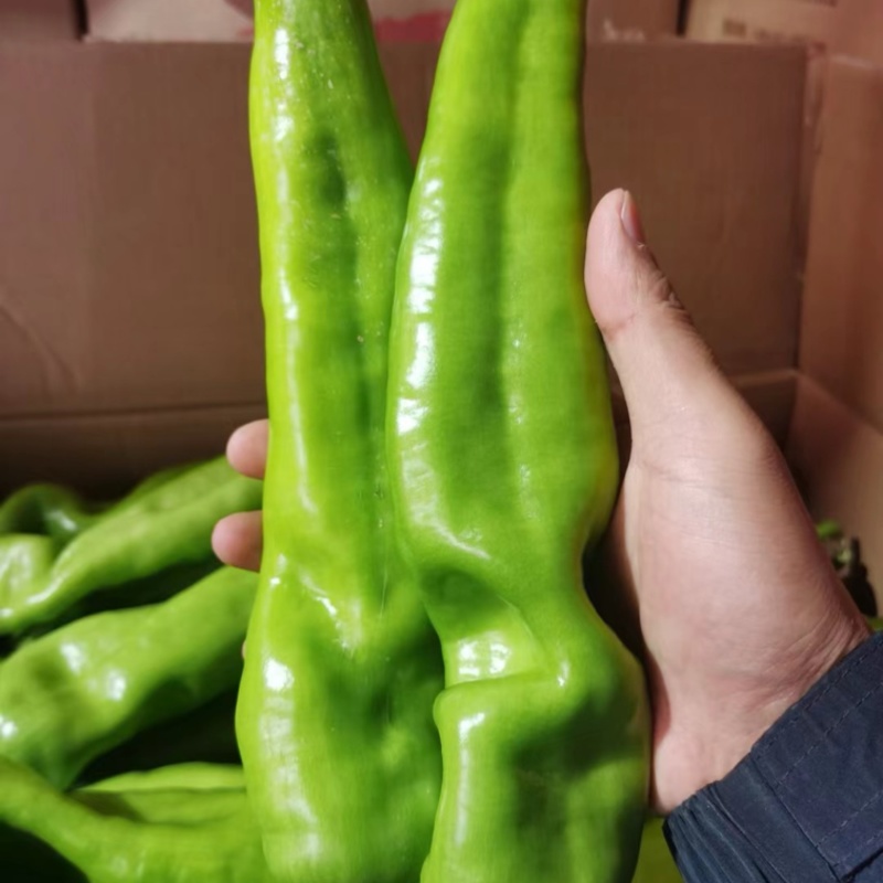 夏邑产区辣椒薄皮椒产地发货光泽鲜亮货源充足